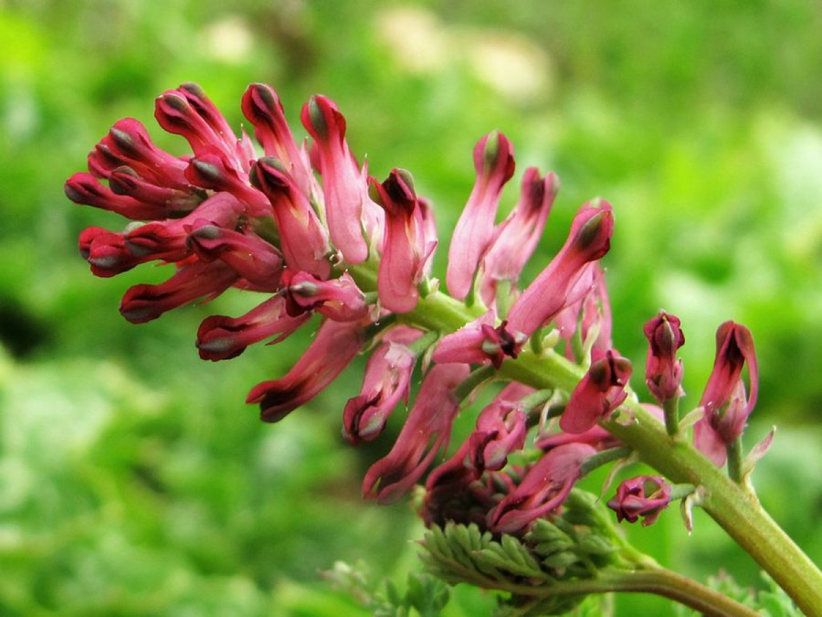 Propiedades de la fumaria la planta mágica para los hechizos de amor