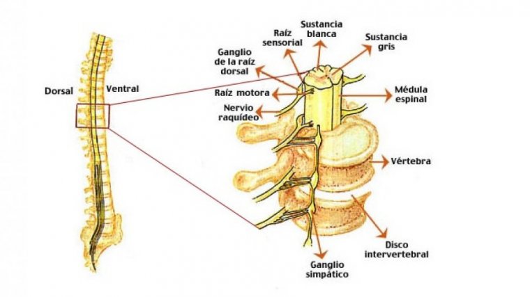 Médula espinal qué es funciones y lesiones asociadas