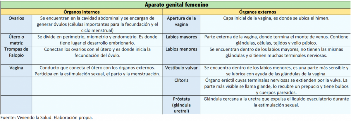 Aparato reproductor femenino órganos internos y externos