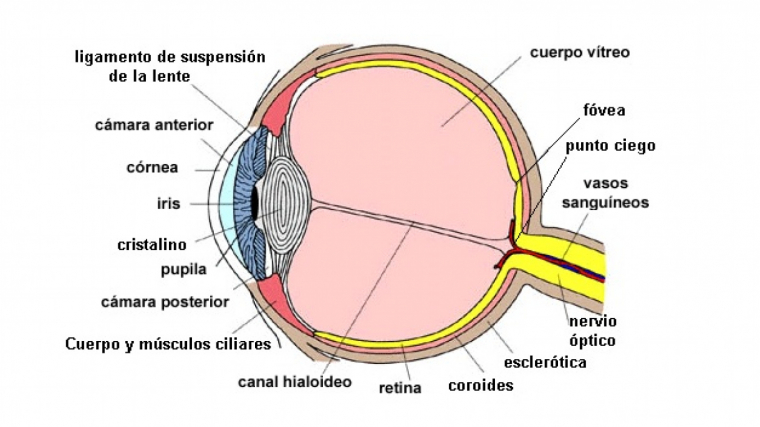 Dibujo Del Ojo Y Sus Partes