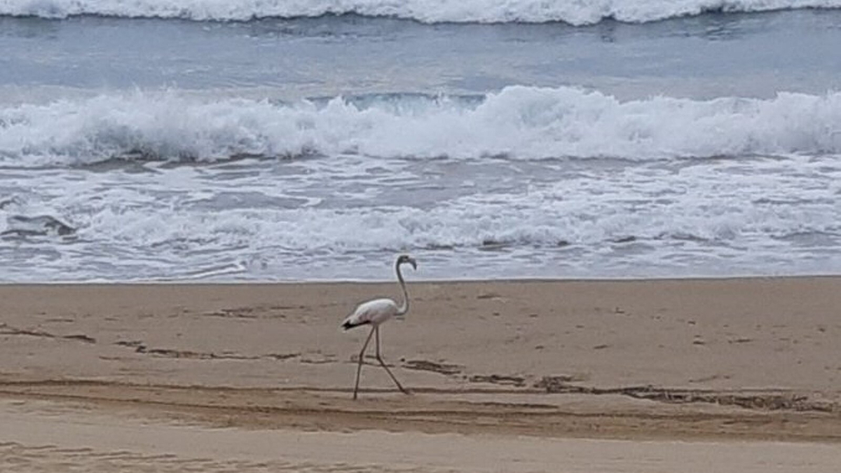 Troben Un Flamenc Al Miracle De Tarragona