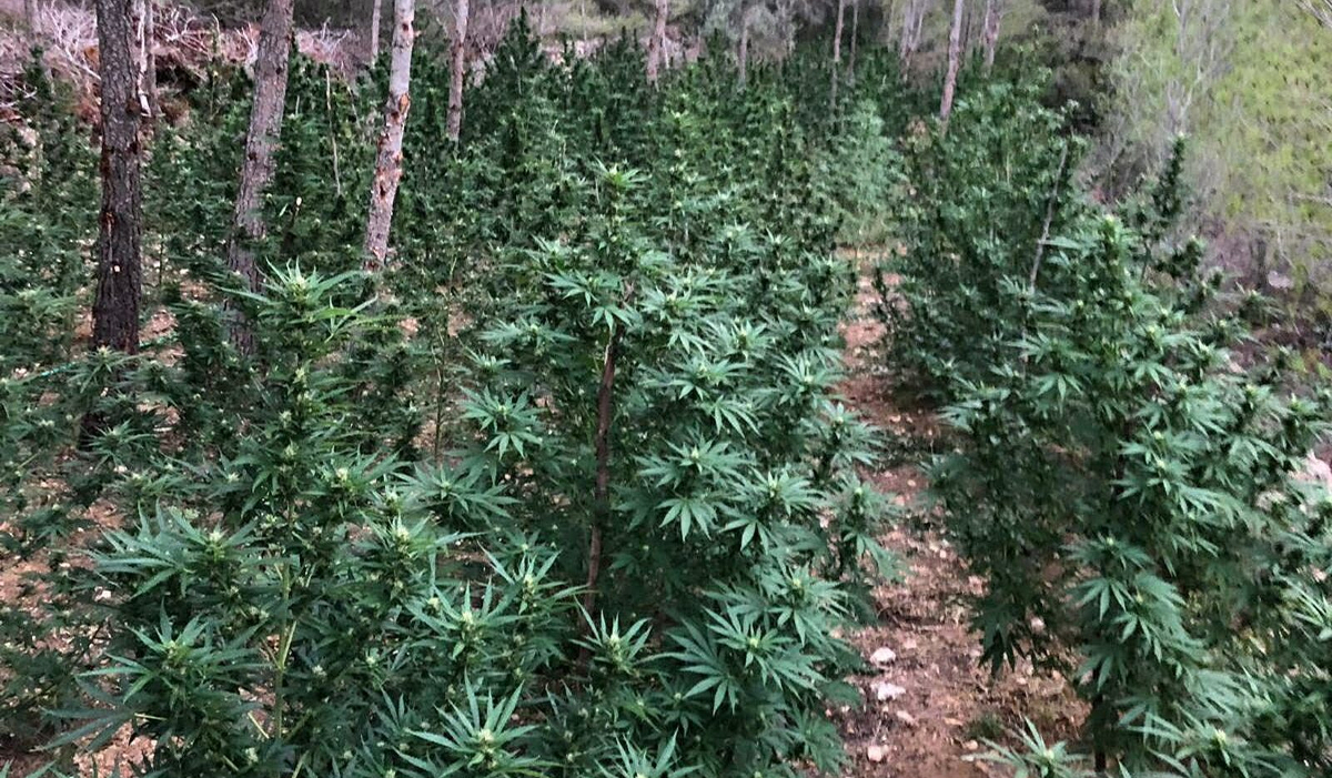 Desmantellen una gran plantació de marihuana a Tortosa