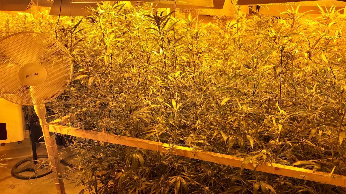 Operatiu Contra Plantacions De Marihuana Indoor Al Montsi