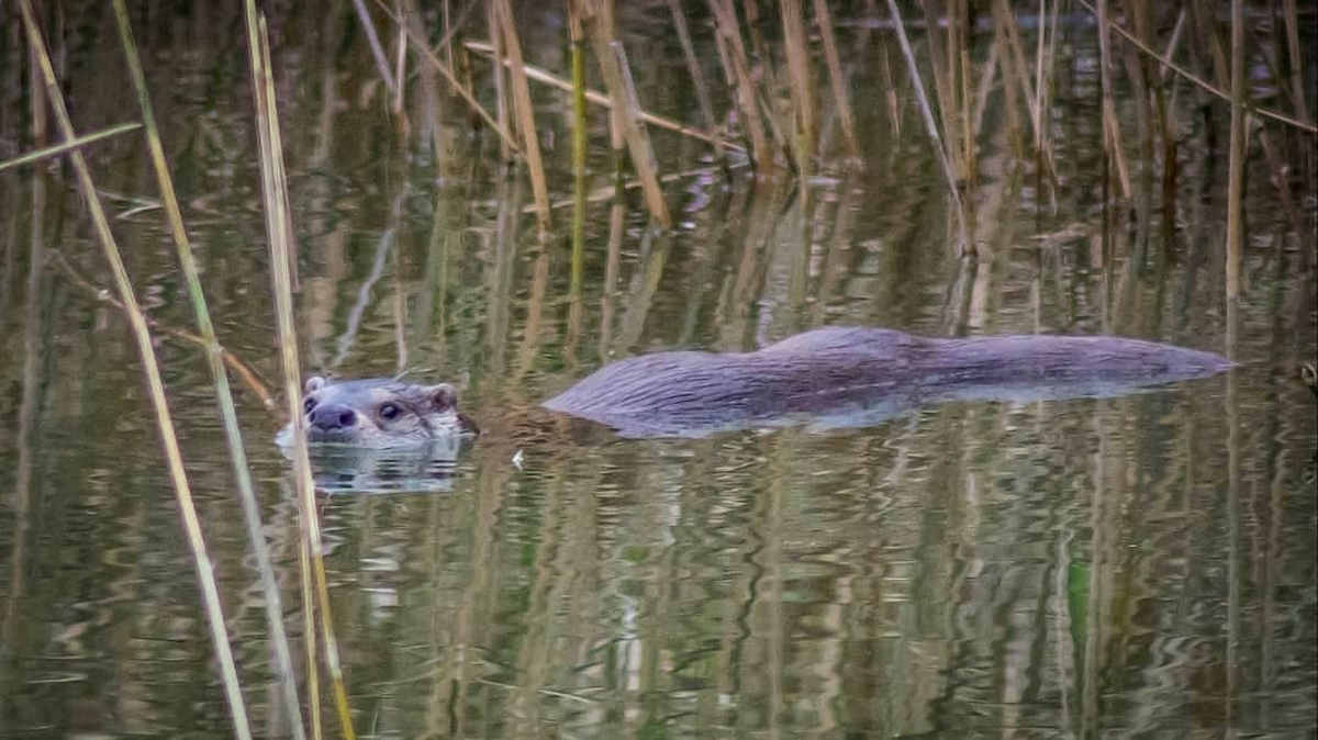 Les Ll Drigues Crien A La Reserva Natural De Sebes A Flix