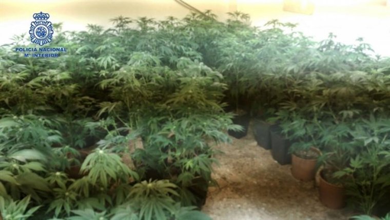 Els agents han confiscat un total de 21 quilos de marihuana.