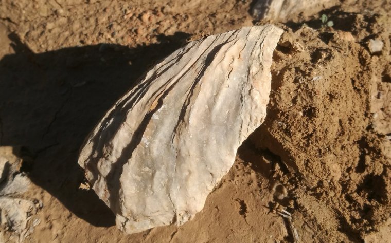 Fòssil marí a la terra de les vinyes de Finca Viladellops