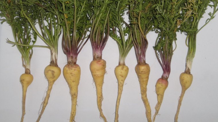 propiedades y beneficios del maca