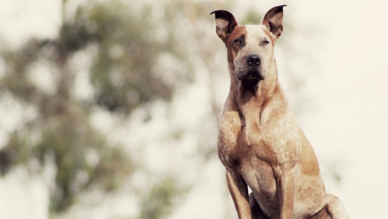 El gran danés es la raza de perros más grande.