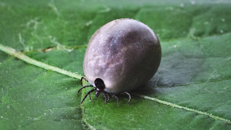 Enfermedad de lyme primeros sintomas