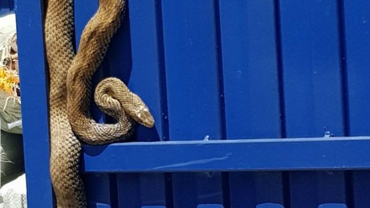 Imatge de la serp trobada la setmana passada a Sils