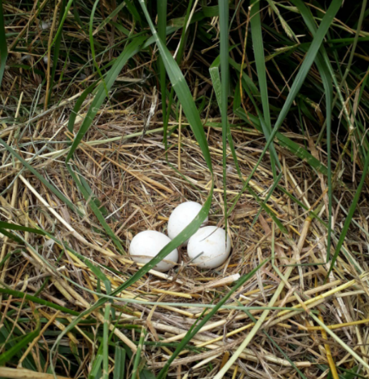 Imatge dels tres ous salvats