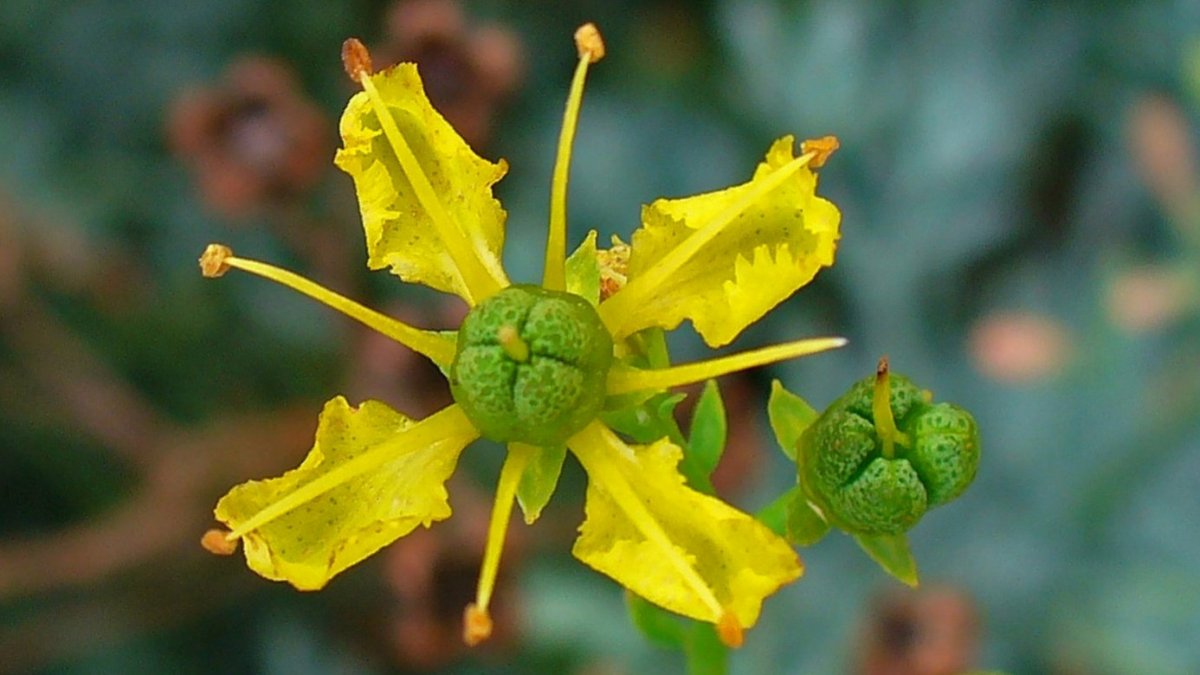 Ruda Para Que Sirve Propiedades De Esta Planta Medicinal