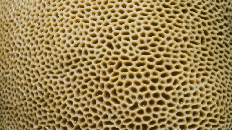 Estructura de un coral marino.