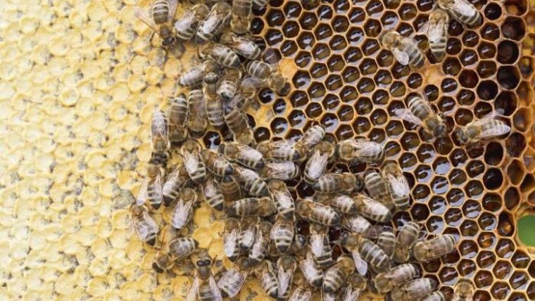Estructura hexagonal de un panal de abejas.
