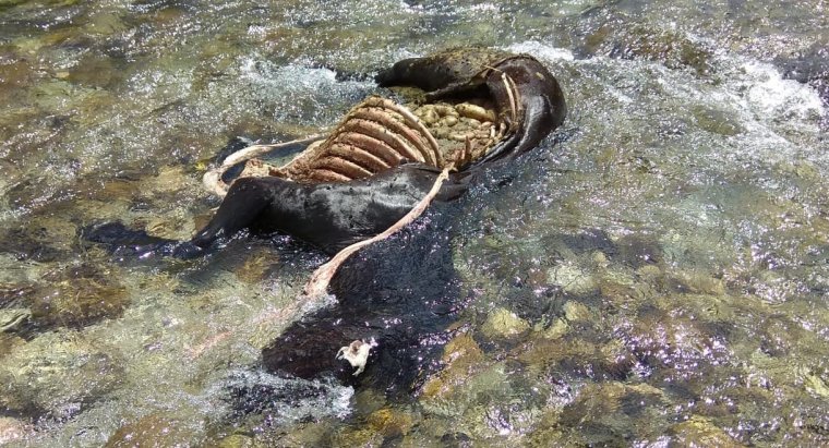 Imatge de l'euga morta a la Val d'Aran