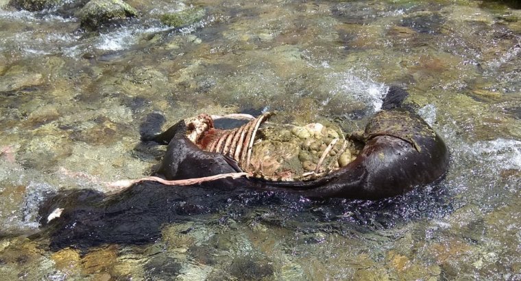 Nou atac mortal de l’os Goiat a una euga a la zona de Rius, a la Val d’Aran