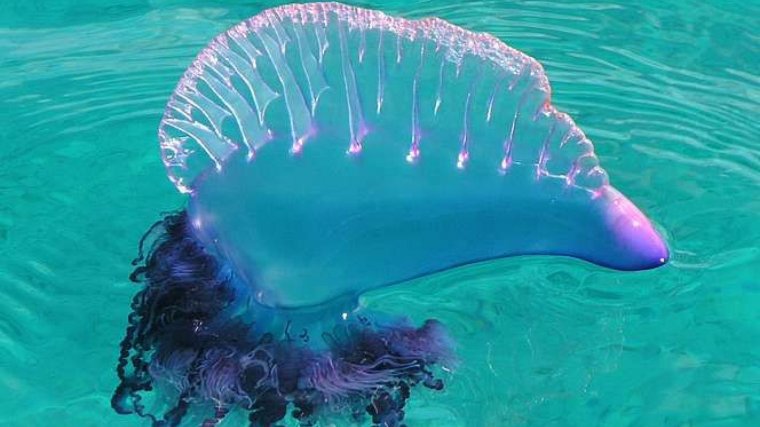 La caravel·la portuguesa és una espècie de medusa molt perillosa
