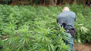 Agent de la Guàrdia Civil en l'escorcoll de la plantació de marihuana a Masarac