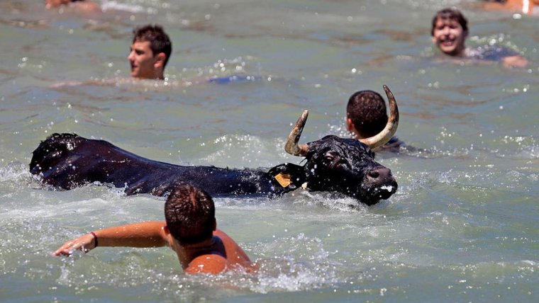 Imatge de bous a la mar.