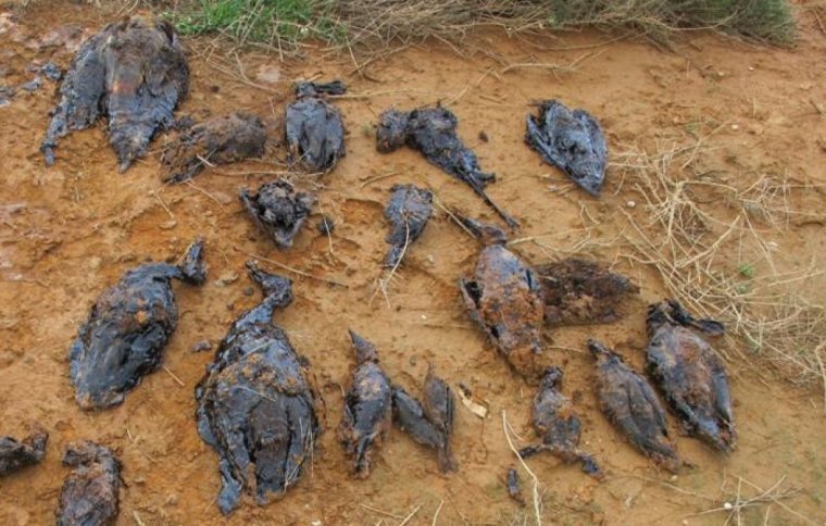 Imatge de la vintena d'aus localitzades mortes en dues basses