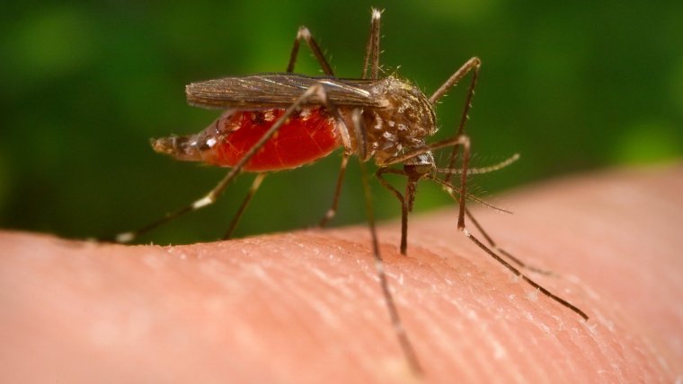 Mosquit invasor asiÃ tic Aedes japonicus ple de sang