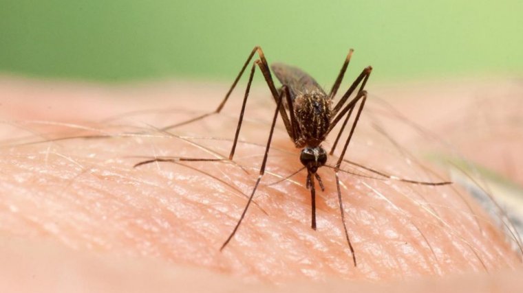 Mosquit invasor asiÃ tic Aedes japonicus