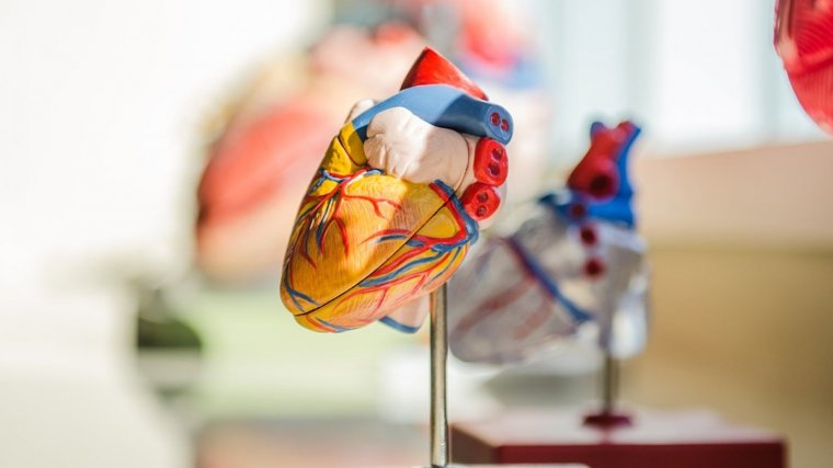 Cardiovasculares comunes el más enfermedades mundo en