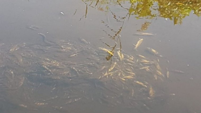 Prop de 50 peixos moren al riu Ripoll de Sabadell