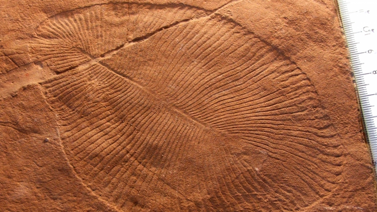 Un altre exemple de fòssil de 'Dickinsonia'