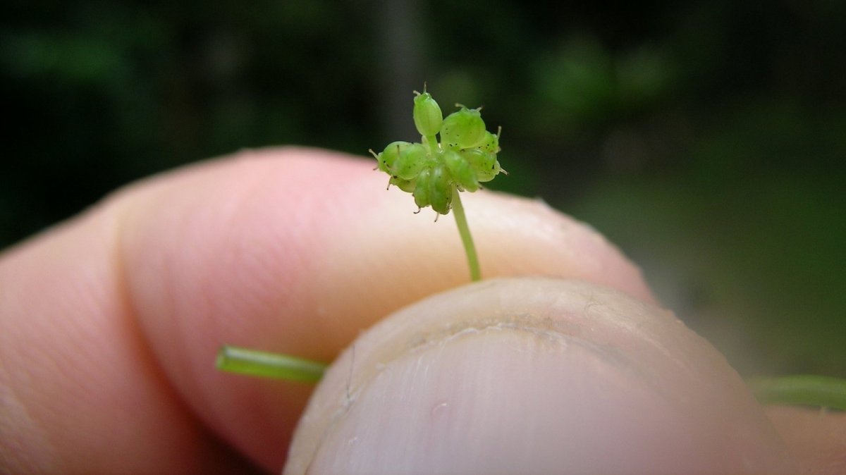 Blastoestimulina ovulos para hongos