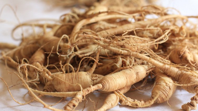 La raÃ­z de ginseng forma parte de la medicina tradicional asiÃ¡tica.