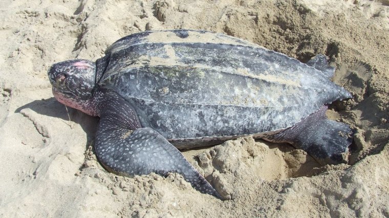 Considerada la tortuga marina más grande del mundo, este animal se encuentra en serio peligro debido a la recolección ilegal de sus huevos.