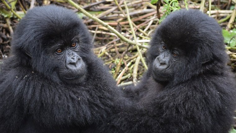 Dos crías de gorilas de montaña, una especie que podría desaparecer debido a la restricción de su hábitat.