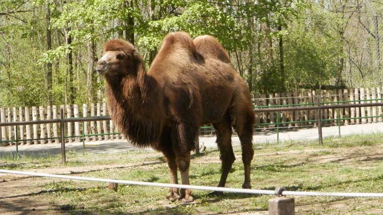 El bactriano es una poco conocida especie de camello que se encuentra en amenaza de extinción.