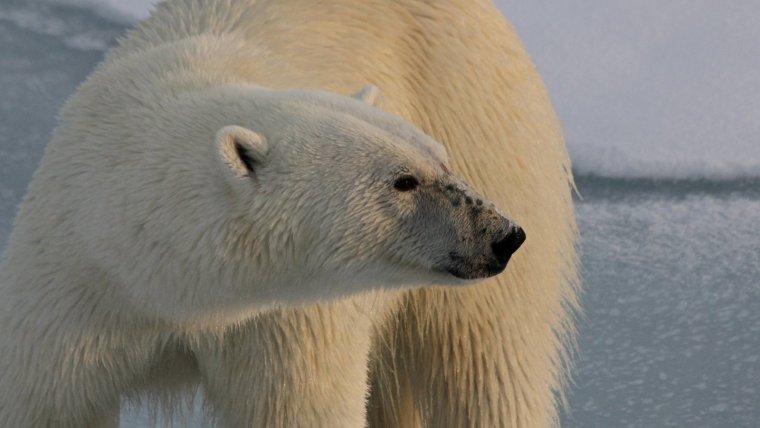 El oso polar es un animal representativo de los climas fríos y árticos pero que en la actualidad se encuentra en grave peligro.