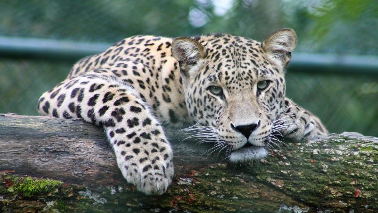 Este felino de gran tamaño se encuentra en riesgo de desaparecer debido sobre todo a la caza furtiva.