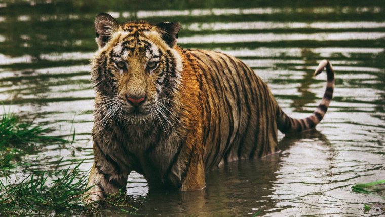 Este poderoso animal se encuentra en serio peligro de desaparición, quedando unos pocos especímenes en todo el mundo.