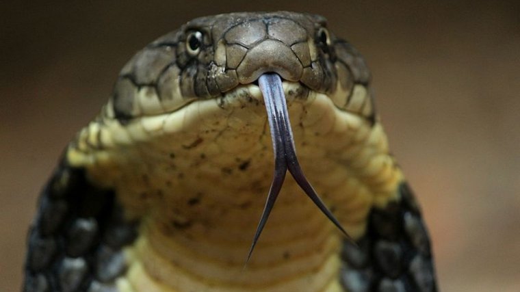 La Cobra Real, una de las serpientes más venenosas del planeta.