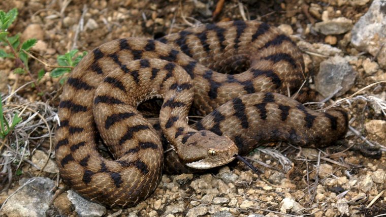 La víbora Aspid, una de las serpientes venenosas en España.