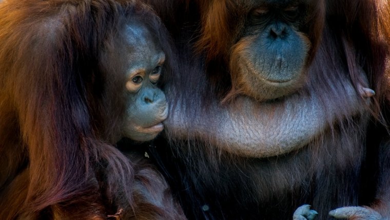 Los orangutanes son unos de los principales afectados por la tala de árboles en las selvas.