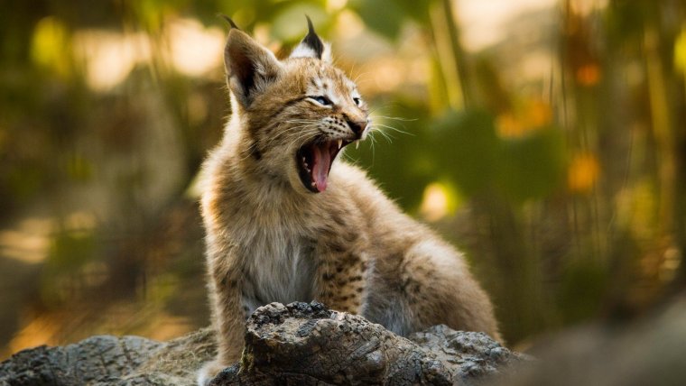 Una cría de lince, un animal considerado durante mucho tiempo en peligro de extinción.