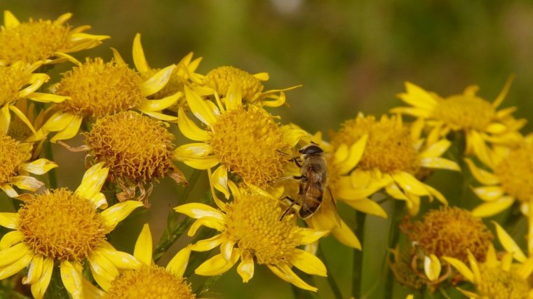 Arnica Arnica Montana L Para Que Sirve Propiedades Y Beneficios