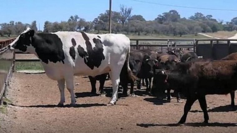 Imatge de la vaca gegant a la granja