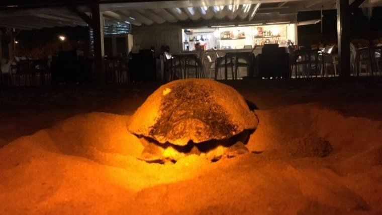La tortuga babaua que va pondre ous a la platja de Mataró