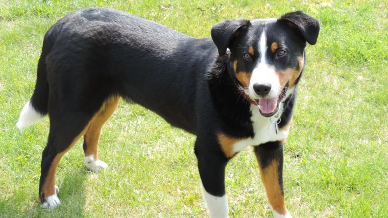 Boyero de Appenzell.