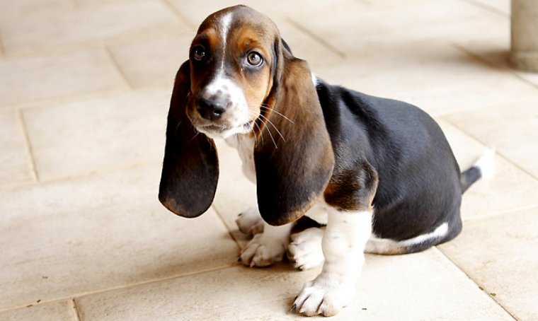 Cachorro de Basset hound.