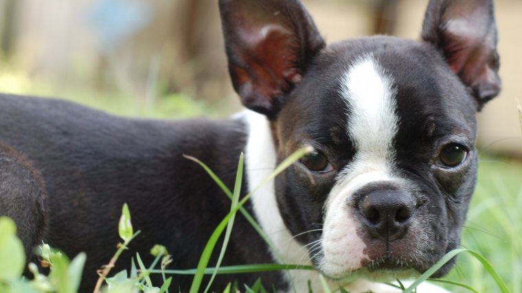 Cachorro de Boston terrier.