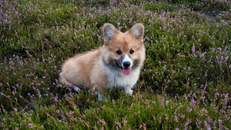 Corgi.