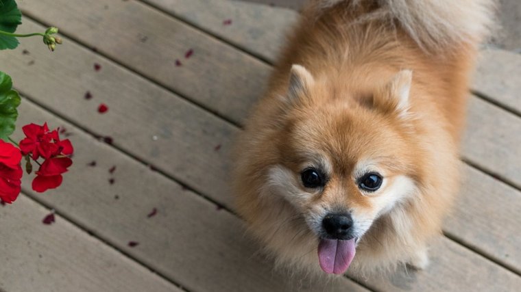 De origen alemán, el pomerania es un perro de tipo mini toy y una excelente mascota.