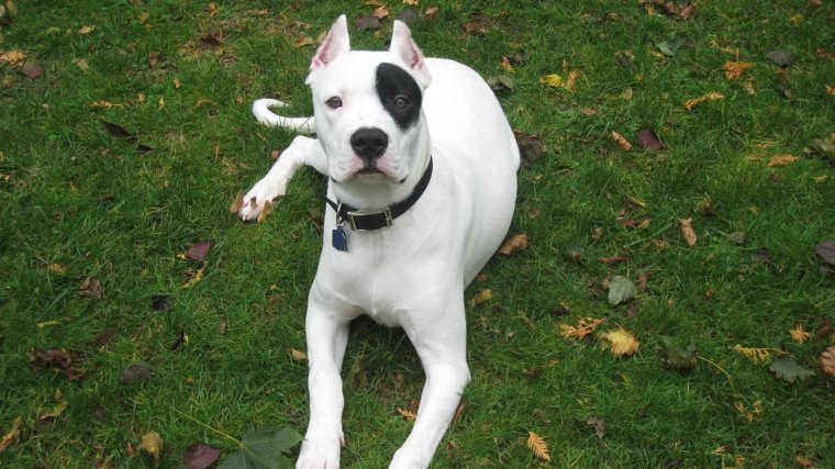 Dogo argentino.